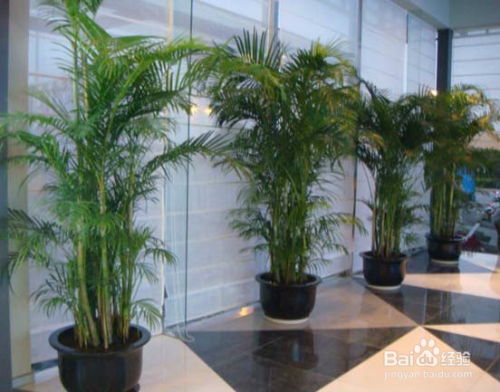 “綠美深圳” 花木租擺與園林綠化施工養護的綜合實踐