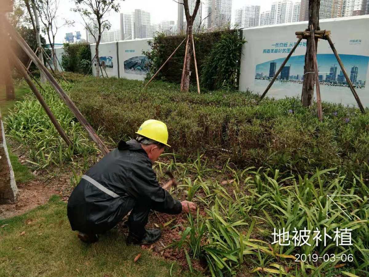 春日精細化養護 市政園林局多措并舉提升城市綠化品質